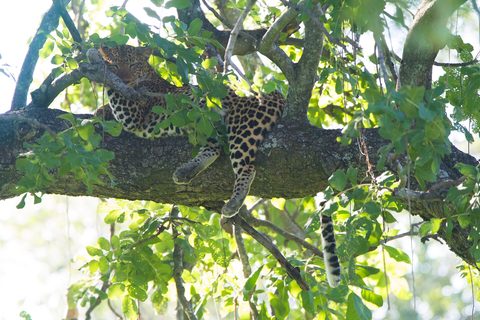 South Luangwa leopard — Lusaka to South Luangwa